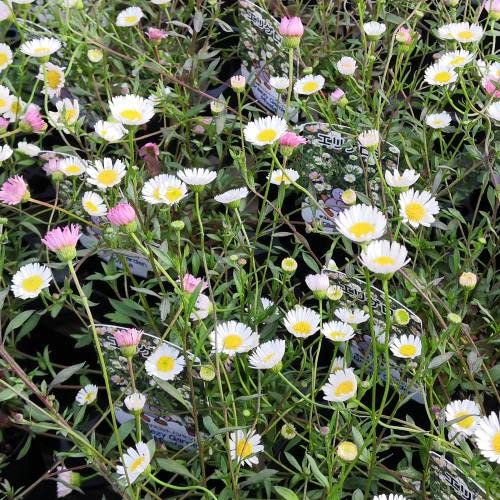 Amazon.co.jp: 源平小菊 エリゲロン 6ポットセット : DIY・工具・ガーデン